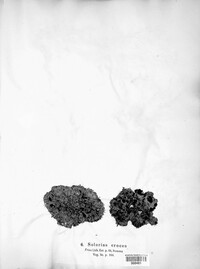 Image of Solorina crocea